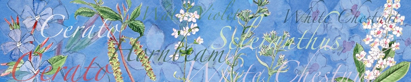 Bachblütenschal zum 6. Chakra, Indigo, mit den Bachblüten Cerato, Hornbeam, Scleranthus, White Chestnut.